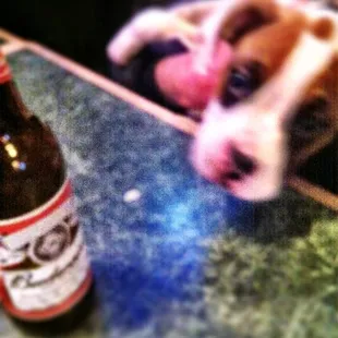 a dog laying on a table next to a beer bottle