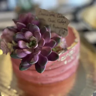 Mix bakery cakes are jura a delicious as they are beautiful