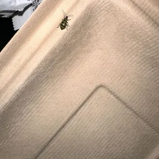 Son had a bug in his.