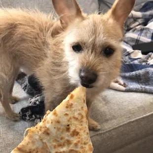 Chicken quesadilla - crispy enough to hold up for the pup and creamy enough to melt in your mouth!