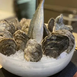 Fresh oysters with Aji