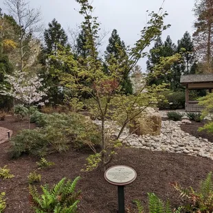 This is a view of the Japanese Maple Tree.  Photo taken March 25, 2023.