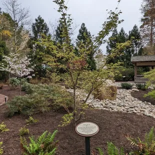 This is a view of the Japanese Maple Tree.  Photo taken March 25, 2023.