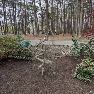 This is a view of what looks like to be a twisted tree.  Photo taken March 25, 2023.