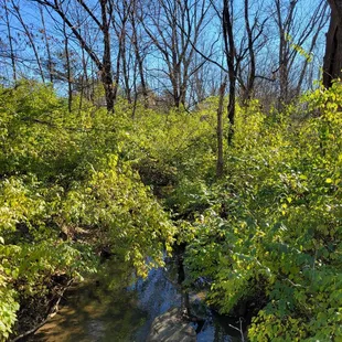 ML "Red" Trabue Nature Reserve