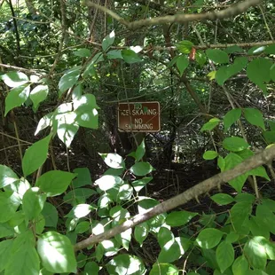 Just in case anyone is crazy enough to consider it at the GREEN vegetation covered frog pond...