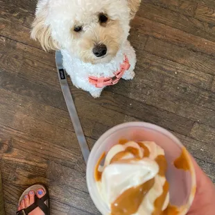 Pup cup (and happy pup!!!)