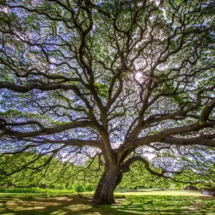 Some amazingly large and beautiful trees. Plenty of shade if you need.