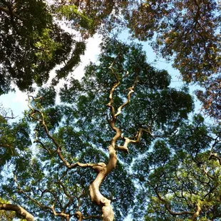 Bring a blanket and take an afternoon nap under the trees!