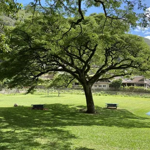 Monkeypod Tree...