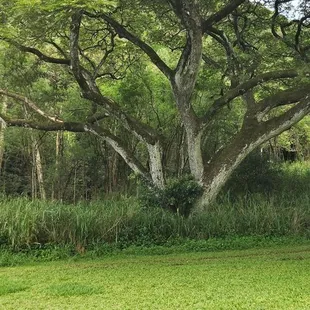 Wonderful canopy trees and wide open grassy area!