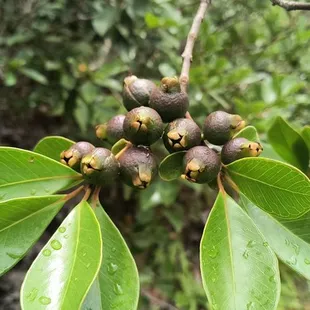 Strawberry guava, I'll be back when you're ripe!