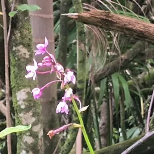 Wild orchids