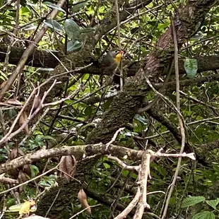 See Bird with Red Beak...