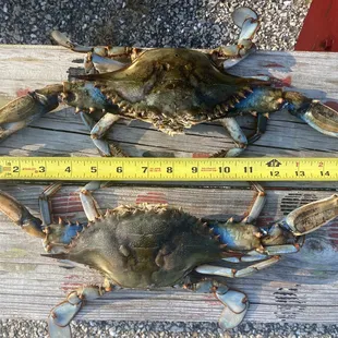 Jumbo crabs!