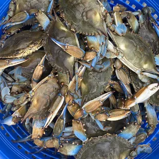 oysters, mussels, oysters and mussels, shellfish, food