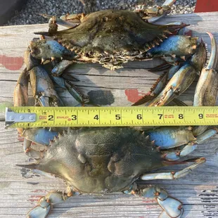 Jumbo Crab!