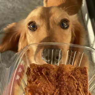a close up of a dog eating a piece of cake