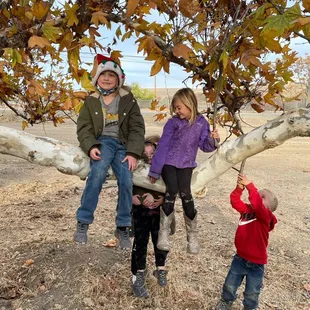 Grandkids and Sycamores