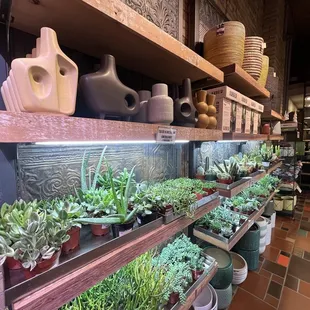 Plants and vases