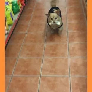 Dexter (cutest store doggie) - RIP