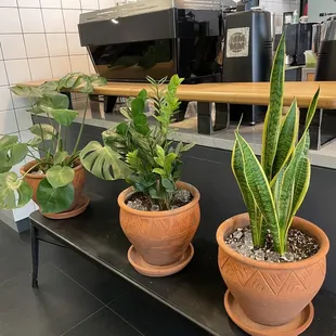 Indoor plants