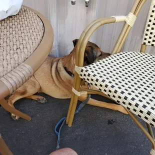 Dogs allowed on patio only.