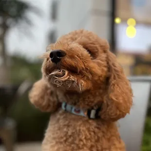 Another day, another post pup cup shot