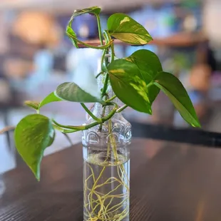 a plant in a glass vase