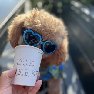 MeeNoi loves Moe for their pup cup