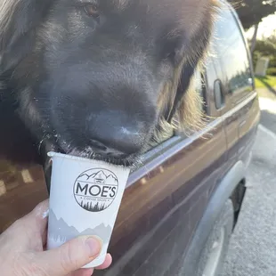 Tess enjoying her pup cup at Moe&apos;s espresso in Arlington Washington. Best local coffee place I frequent.