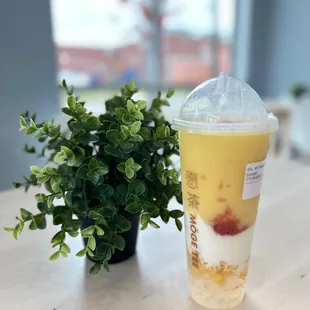 a cup of iced tea and a potted plant