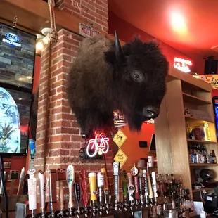 The mascot bison. Yes it's real.