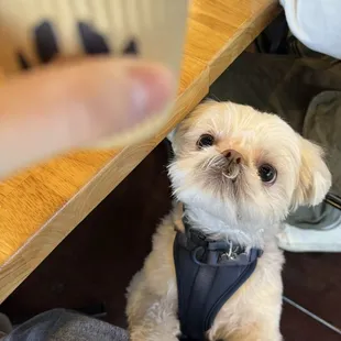 Mr. Pogi seeing his pup cup