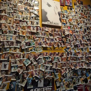 Wall of dogs! #MojosMascots