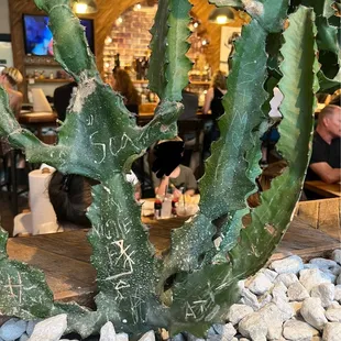 People have abused the poor cacti :(