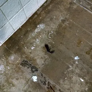 Hair on the bathroom shower floor for over a week.