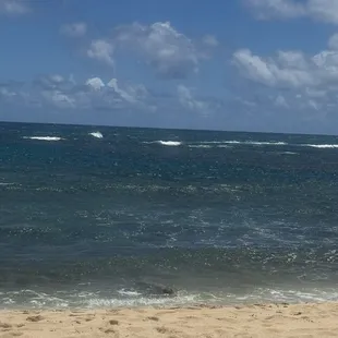 I spy a Hawaiian monk seal