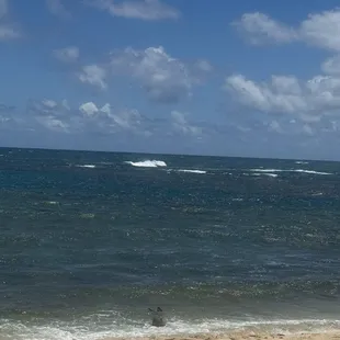I spy a Hawaiian monk seal