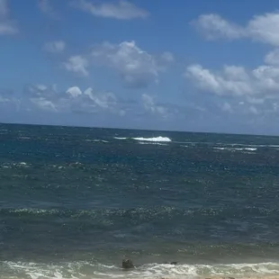 I spy a Hawaiian monk seal