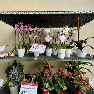 a shelf of potted plants