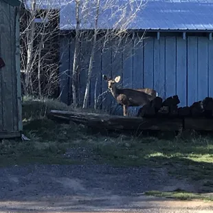 Deer right outside restaurant