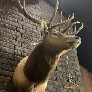 a deer head mounted on a brick wall