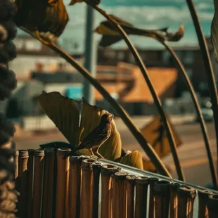 a bird perched on a fence