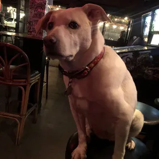 Well behaved dogs like Betsy are welcome at Molotov!