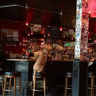 so a dog walks into a bar... with a skateboard...