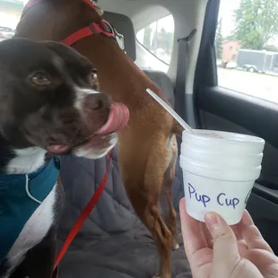 Pup cup with dogs.
