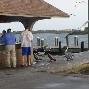 Pelicans offering their services to some fishermen.