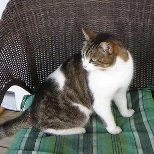 Our porch cat guarded us through our visit.  Also helped us dispose of some bologna.