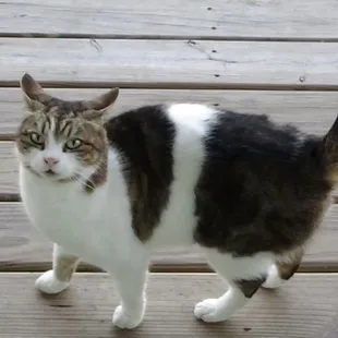 Our sweet porch cat saying goodbye.